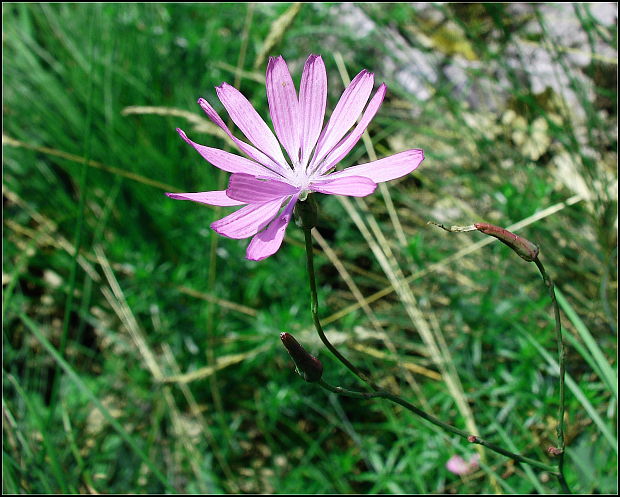 šalát trváci ? Lactuca perennis L.