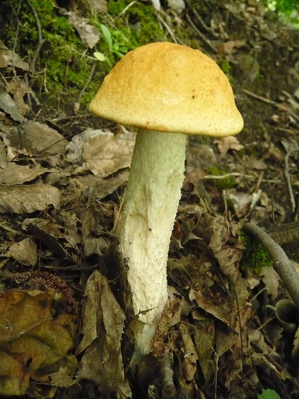 kozák osikový Leccinum albostipitatum den Bakker & Noordel.