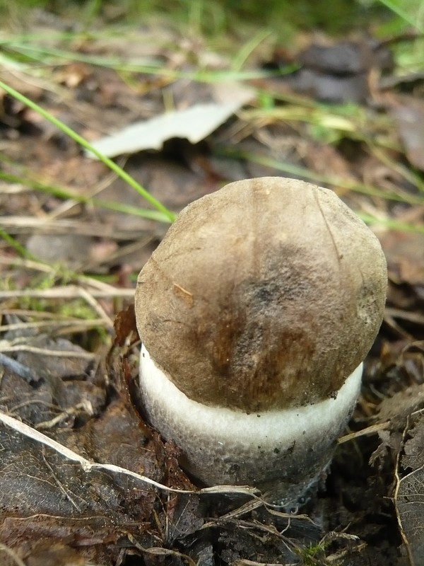 kozák topoľový Leccinum duriusculum (Schulzer ex Kalchbr.) Singer