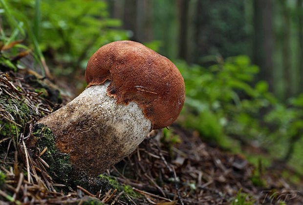 kozák smrekový Leccinum piceinum Pilát & Dermek