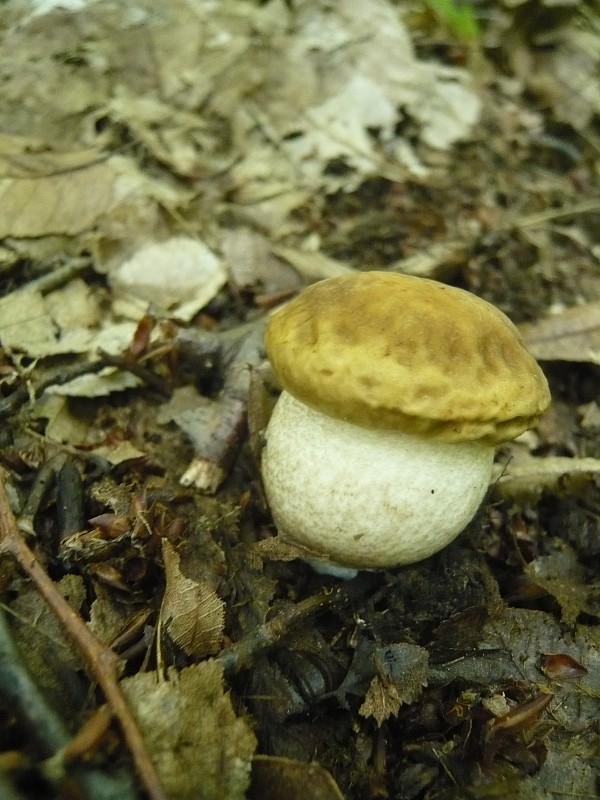 kozák hrabový Leccinum pseudoscabrum (Kallenb.) Šutara