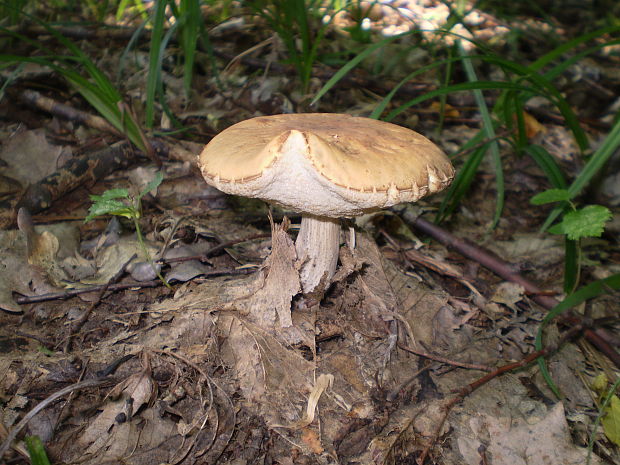 kozák hrabový Leccinum pseudoscabrum (Kallenb.) Šutara