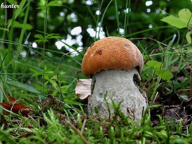 kozák žltooranžový Leccinum versipelle (Fr. & Hök) Snell