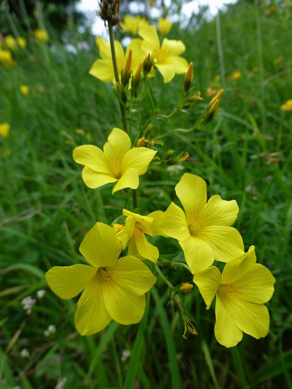 ľan žltý Linum flavum L.