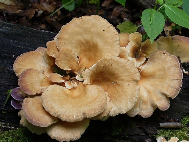 vejárovec obrovský Meripilus giganteus (Pers.) P. Karst.