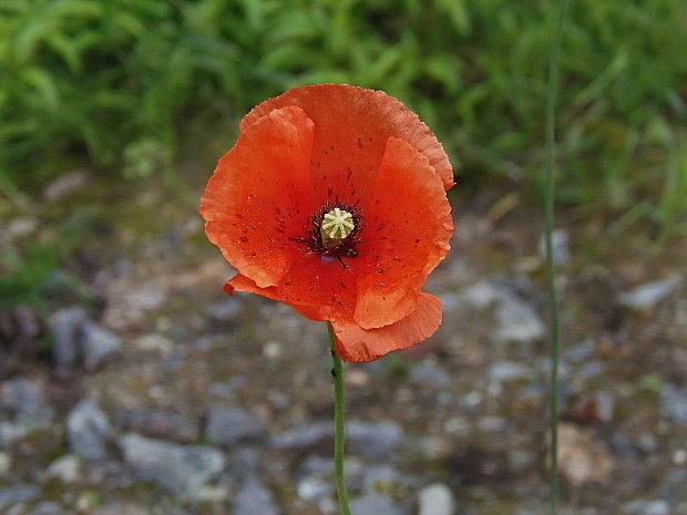 mak vlčí Papaver rhoeas L.