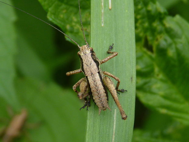 kobylka hnedkastá  Pholidoptera griseoaptera