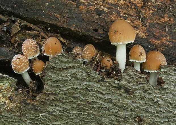 drobuľka Psathyrella sp.