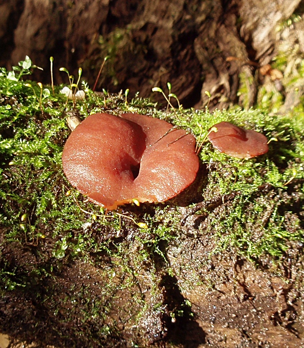 čiaška purpurová Purpureodiscus subisabellinus (Le Gal) Van Vooren