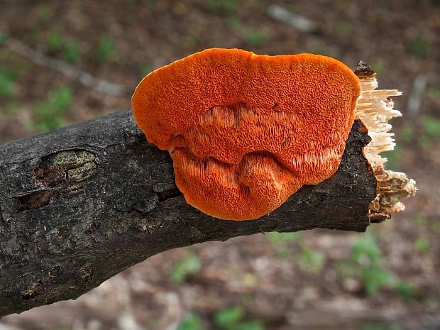 červenica rumelková Pycnoporus cinnabarinus (Jacq.) P. Karst.