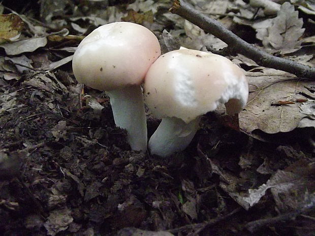 plávka mandľová Russula vesca Fr.