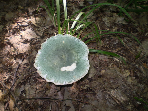 plávka zelenkastá Russula virescens (Schaeff.) Fr.