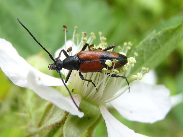 fuzáč Stenurella bifasciata