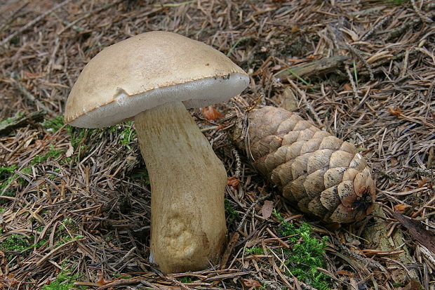 podhríb žlčový Tylopilus felleus (Bull.) P. Karst.