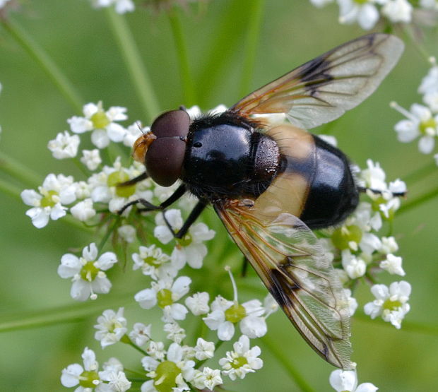 pestrica priesvitná ♂ Volucella pellucens Linnaeus, 1758