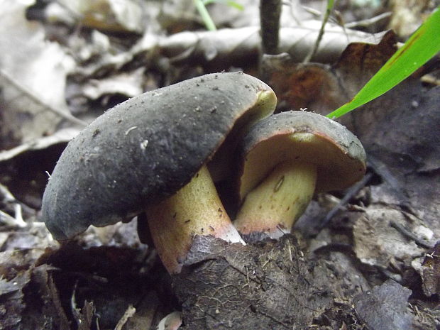 suchohríb Xerocomus sp.