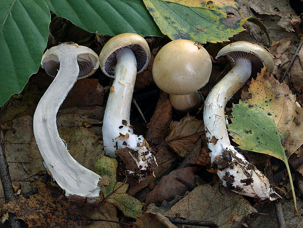 pavučinovec žltookrový Cortinarius delibutus Fr.