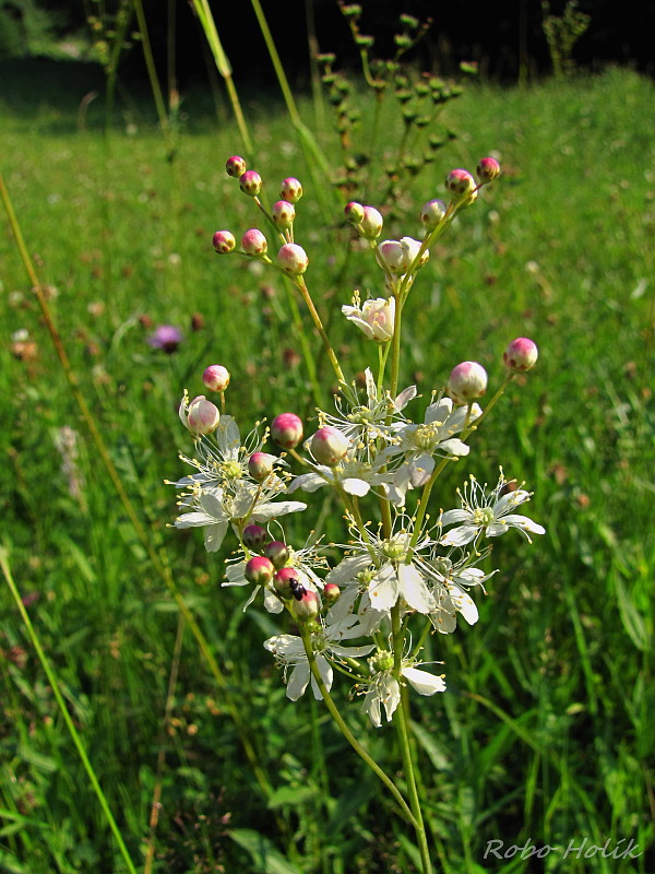 túžobník obyčajný Filipendula vulgaris Moench