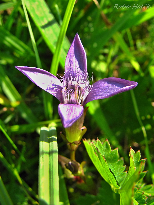 horček Gentianella sp.