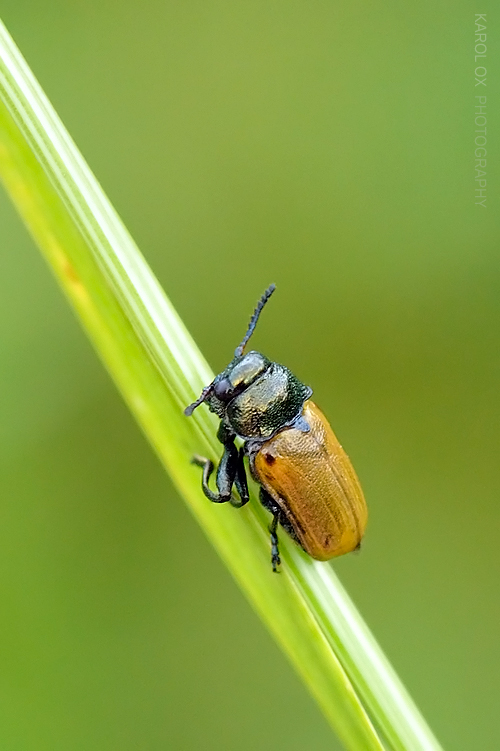 liskavka Labidostomis cf. humeralis