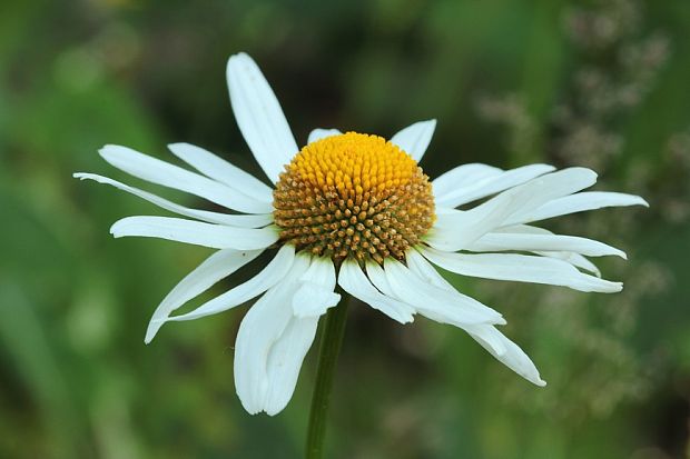 margaréta biela Leucanthemum vulgare Lam.