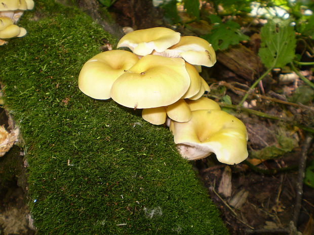 hliva lievikovitá Pleurotus cornucopiae (Paulet) Rolland