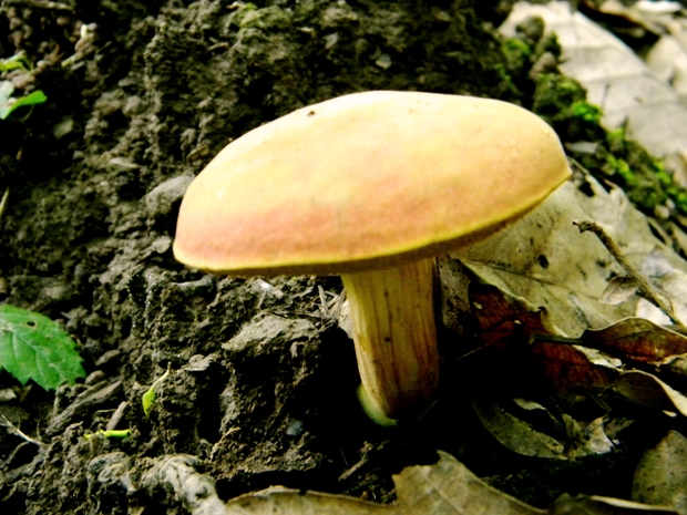 suchohríb marhuľovožltý Rheubarbariboletus armeniacus (Quél.) Vizzini, Simonini & Gelardi