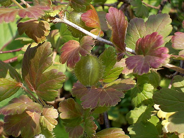 ríbezľa egrešová Ribes uva-crispa L.