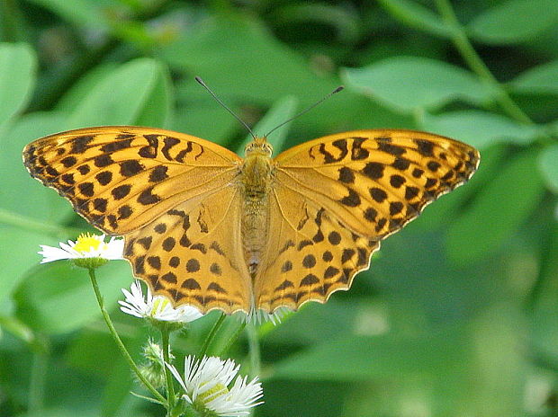 perlovec striebristopásavý - samička   Argynnis paphia  Linnaeus, 1758