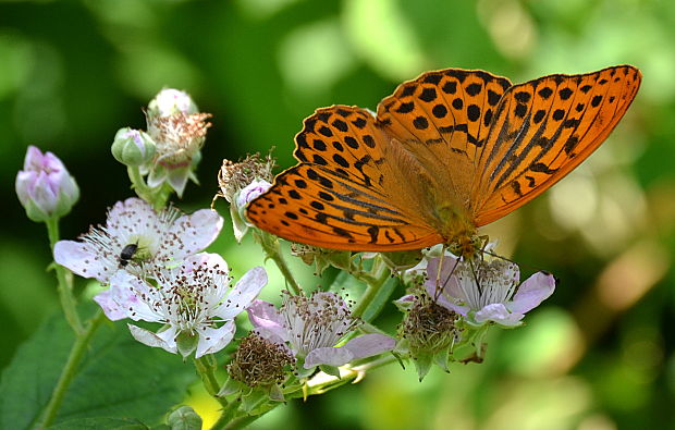 perlovec striebristopásavý-samček  Argynnis paphia