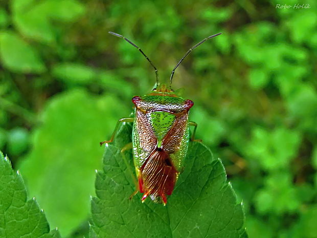 bzdocha stromová Acanthosoma haemorrhoidale