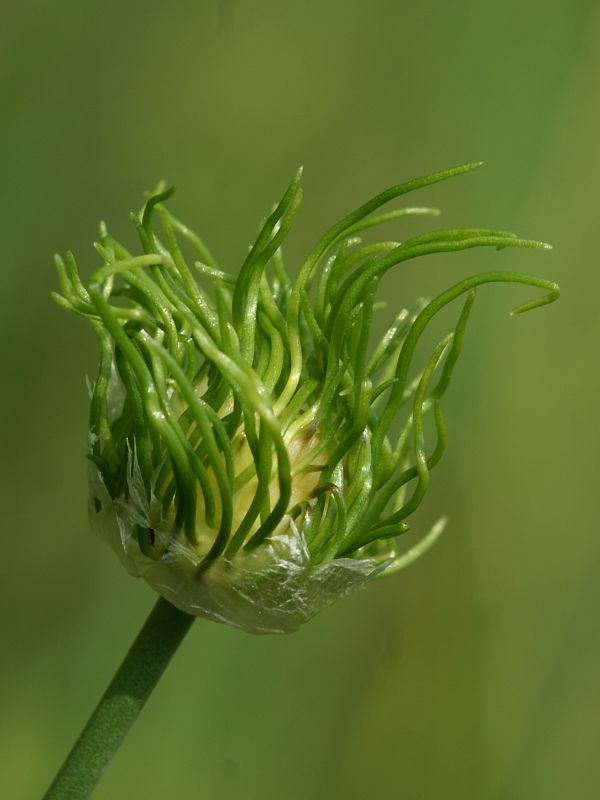 cesnak poľný Allium vineale  L.