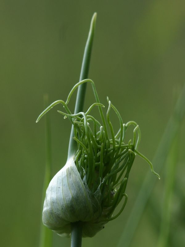 cesnak poľný Allium vineale L.