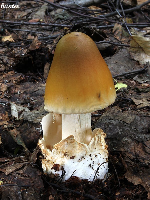 muchotrávka oranžová Amanita crocea (Quél.) Singer