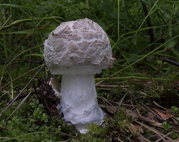 muchotrávka šiškovitá Amanita strobiliformis Gonn. & Rabenh.