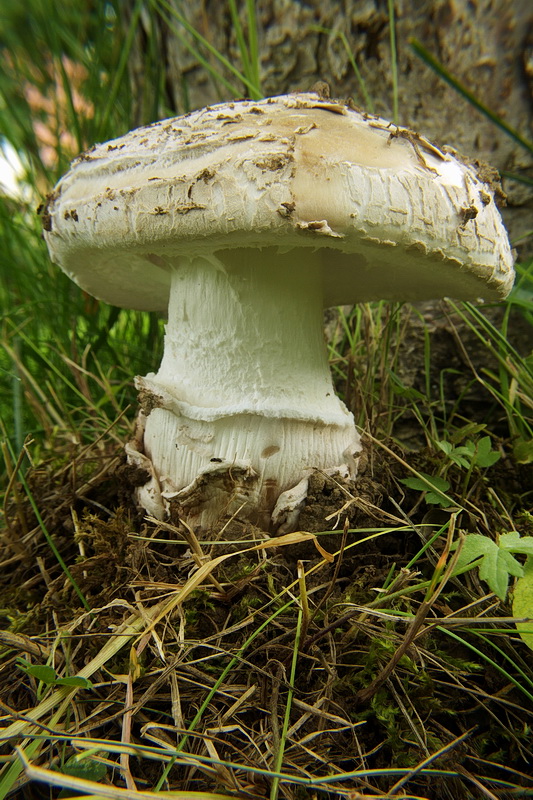 muchotrávka šiškovitá Amanita strobiliformis Gonn. & Rabenh.