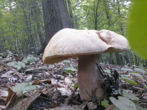 hríb dubový Boletus reticulatus Schaeff.