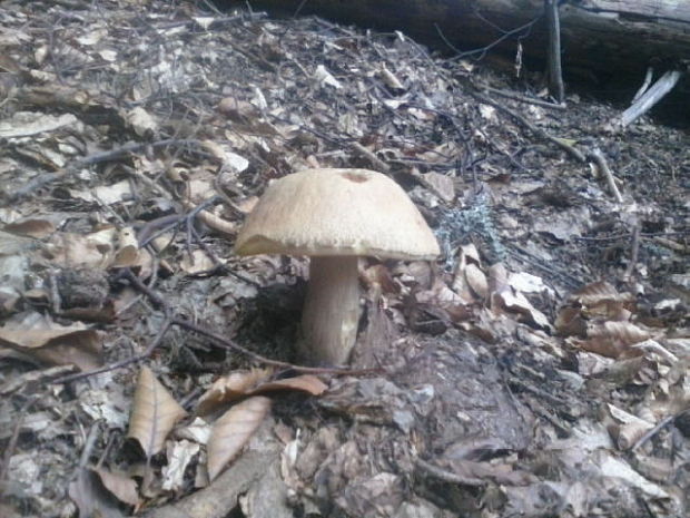 hríb dubový Boletus reticulatus Schaeff.