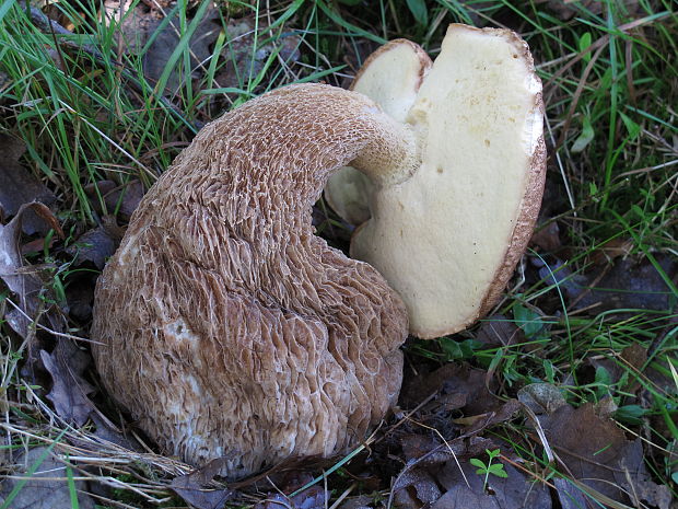 hríb dubový Boletus reticulatus Schaeff.