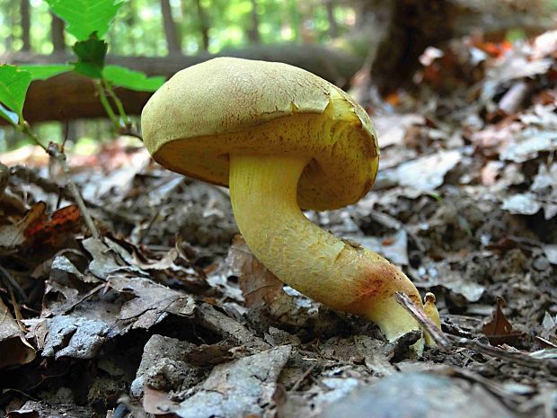 suchohríb plstnatý Boletus subtomentosus L.