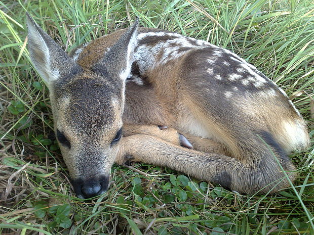 srnec lesný Capreolus capreolus