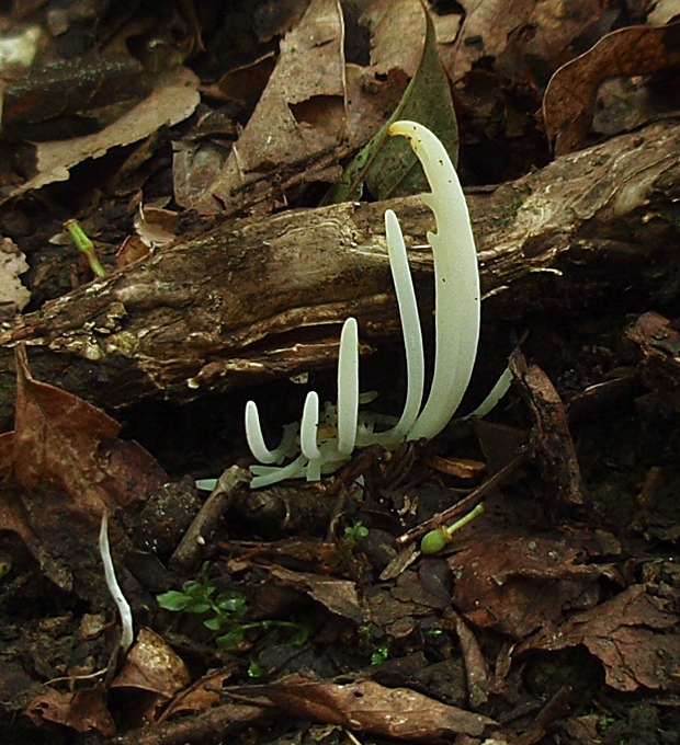 kyjačik Clavaria sp.