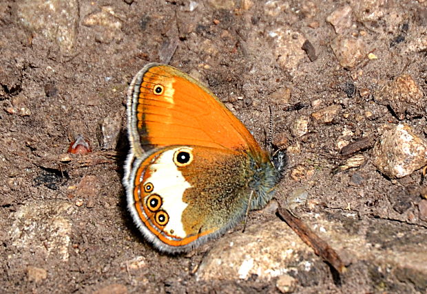 očkáň medničkový Coenonympha arcania