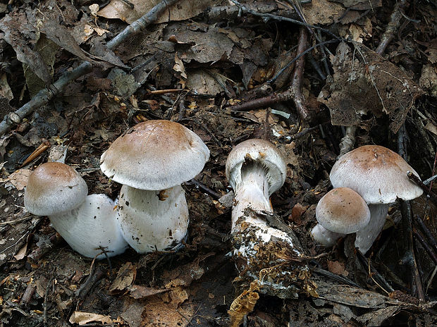 pavučinovec hájový Cortinarius lucorum (Fr.) J.E. Lange