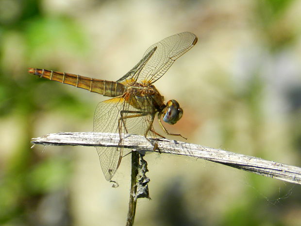 vážka Crocothemis erythraea