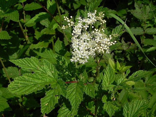 túžobník brestový Filipendula ulmaria (L.) Maxim.