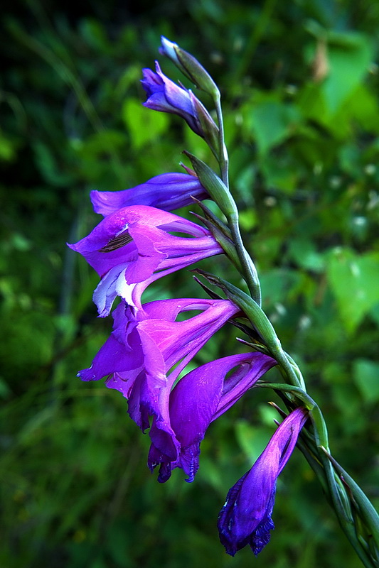 mečík škridlicovitý Gladiolus imbricatus L.