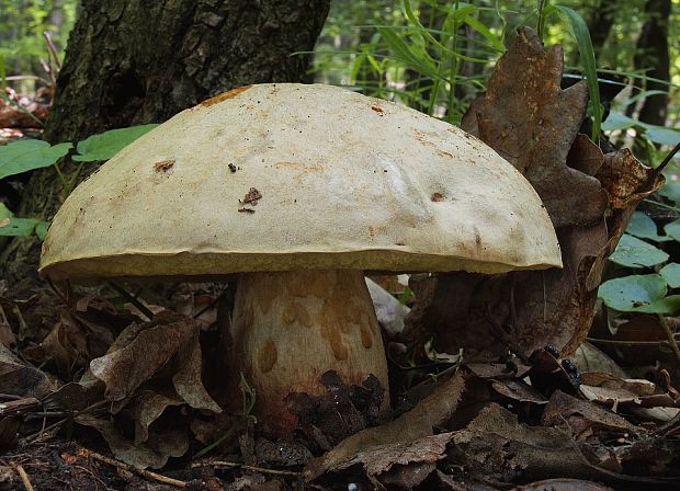 hríb plavý Hemileccinum impolitum (Fr.) Šutara