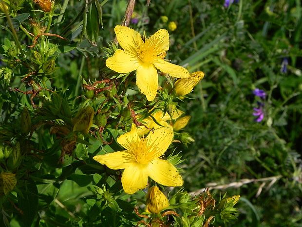 ľubovník bodkovaný Hypericum perforatum L.