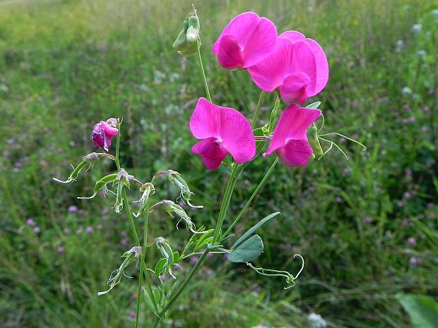 hrachor hľuznatý Lathyrus tuberosus L.